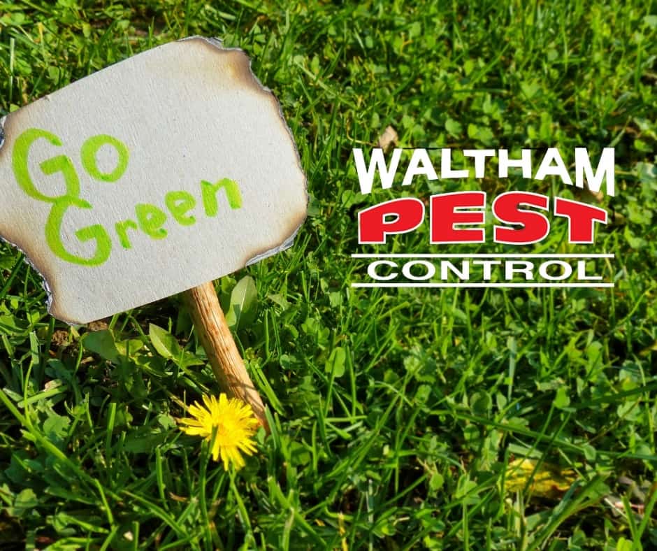 Tips for Natural Pest Control Solutions