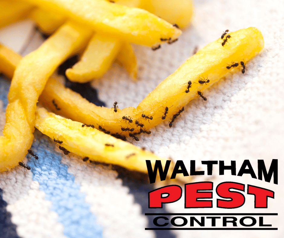 Spring Cleaning for Pest Control: Tips for Keeping Your Home Pest-Free