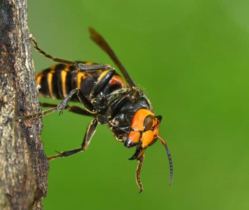 Price Check: What to Expect for Carpenter Bee Treatment Costs
