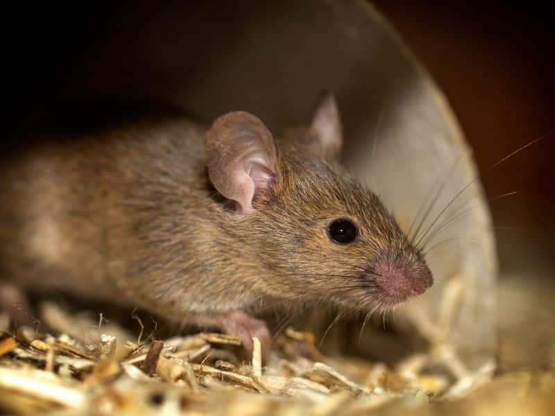 When to Call an Exterminator for your Mice Problem