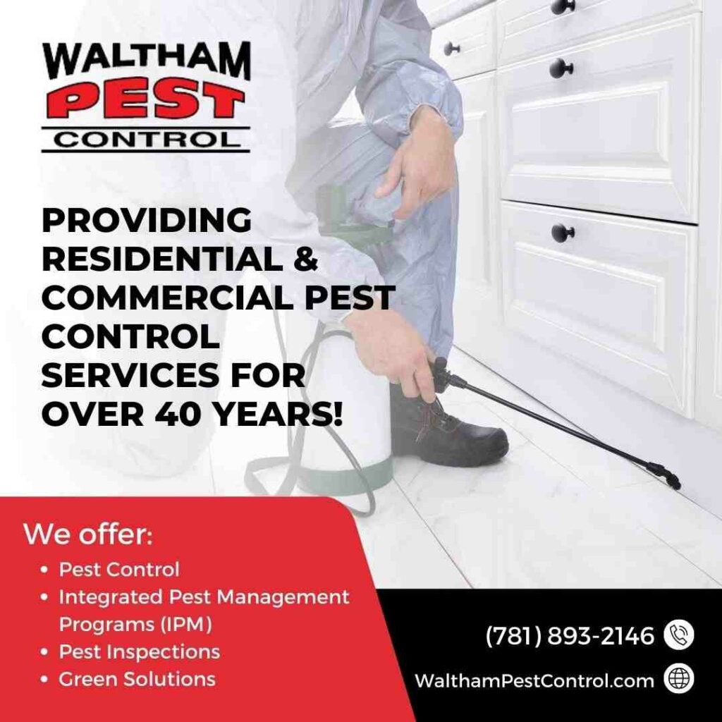 Newton, MA Exterminators: Who to Call for Pest Problems