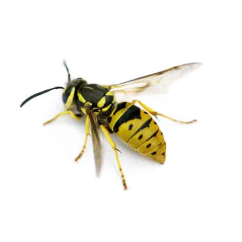 Hornets and Wasps
