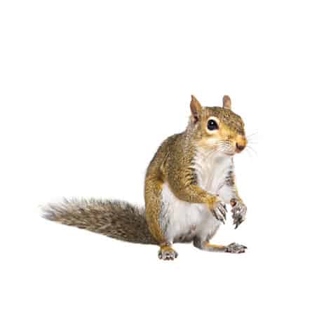 Reliable Squirrel Removal | Animal Removal Sudbury MA