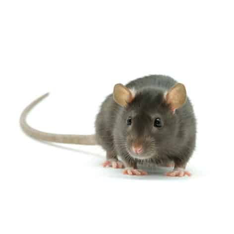 Professional Rodent Removal | Animal Removal Sudbury MA