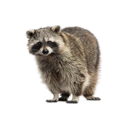 Effective Raccoon Removal | Animal Removal Sudbury MA