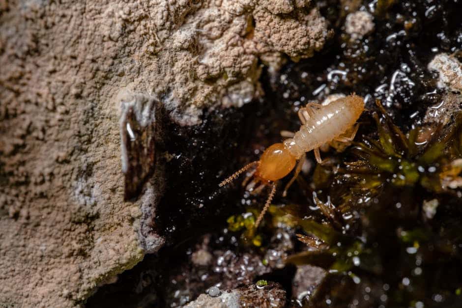 Newton, MA Termite Control: What You Need to Know
