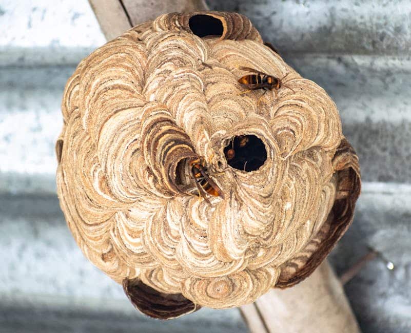 Cold Comfort: Removing Hornet Nests in Winter