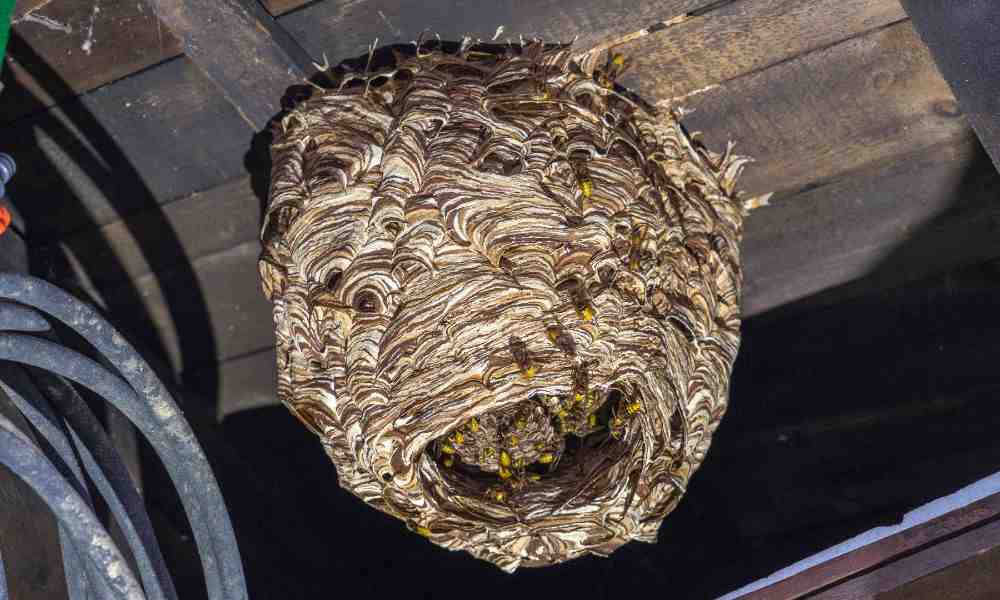 European Hornet Nest Removal: Tips and Techniques