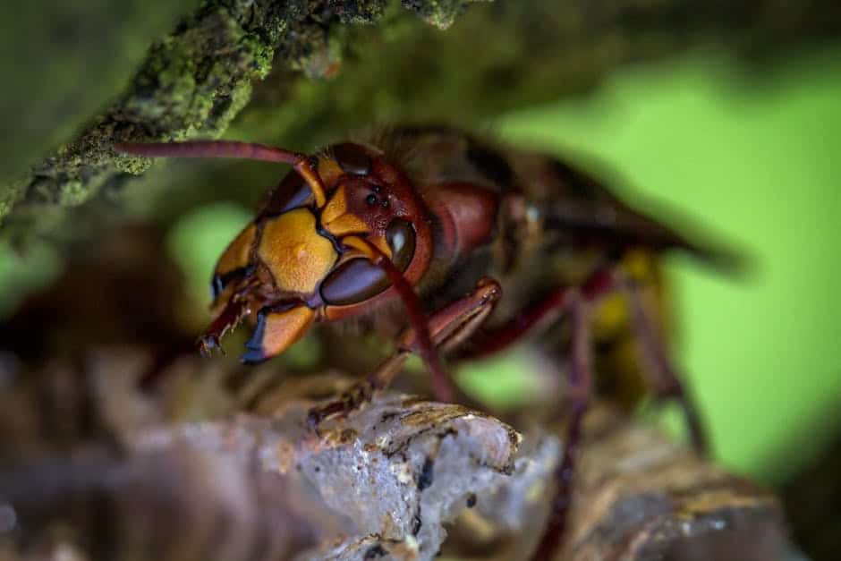 Hornet Nest Removal: Tips and Best Practices