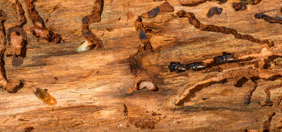 How Pest Control Companies Treat Termites: Methods and Techniques Explained
