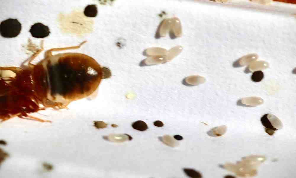 The True Cost of Bed Bug Extermination: What You Need to Know