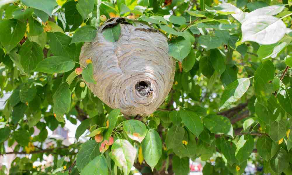Bald-Faced Hornet Nest Removal: Tips and Tricks