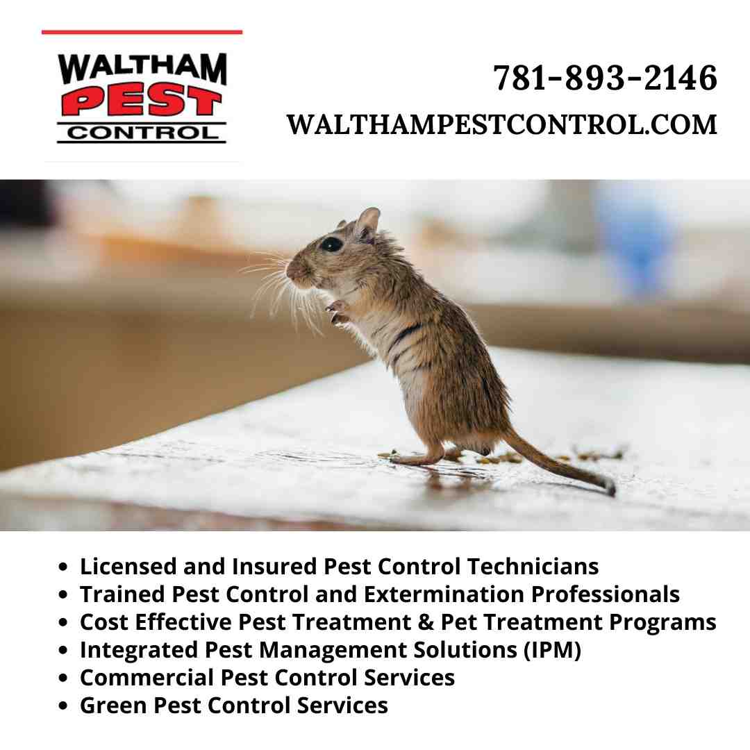 Finding Reliable Pest Control in Chelmsford, MA