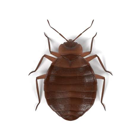 Exterminator of Bed Bugs Malden MA