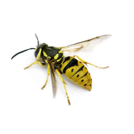 Everett MA Pest Control