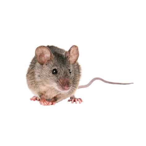 Waltham MA Pest Control