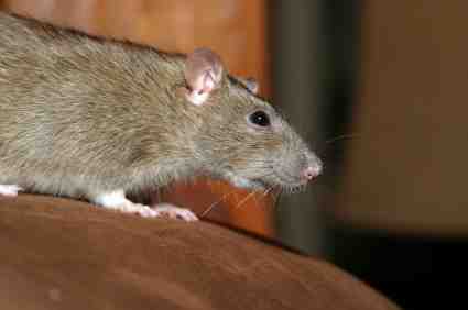 Dealing with a Rodent Problem: A Homeowner’s Guide