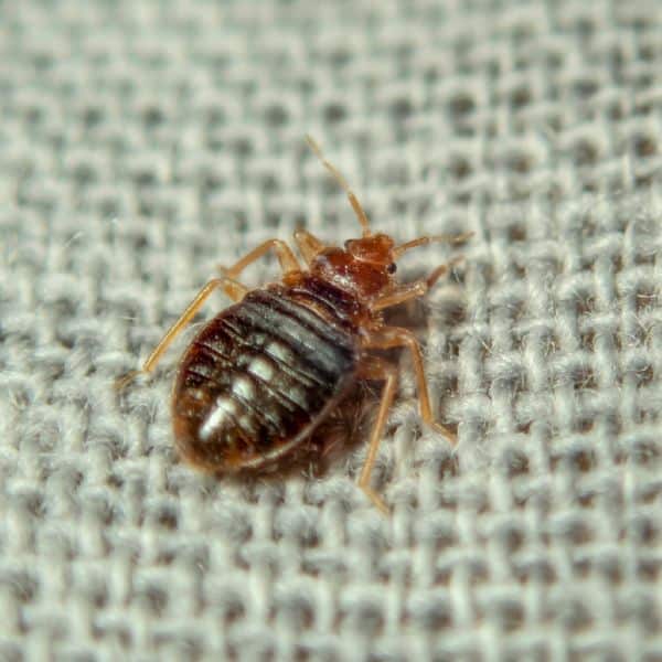 Bed Bug Extermination Process