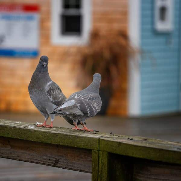 Bird Removal Reading MA