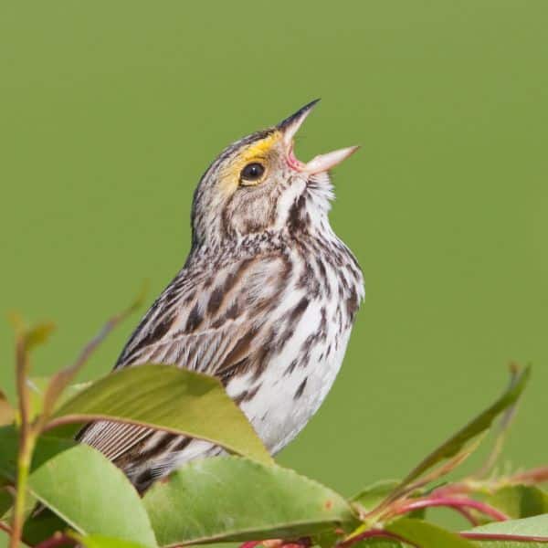 Bird Removal Reading MA