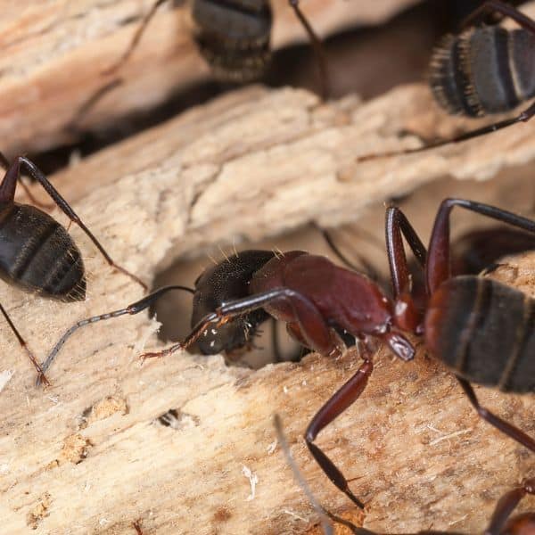 Carpenter Ants Chelsea MA