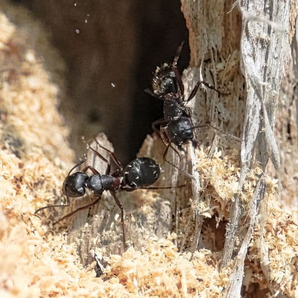 Carpenter Ants Chelsea MA