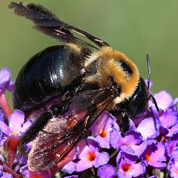 Carpenter Bee Removal Tewksbury MA