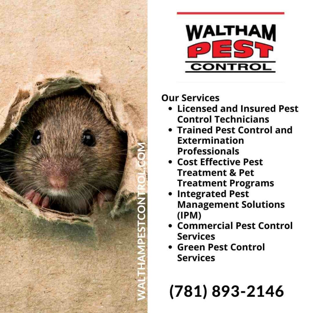 The Complete Guide to Pest Control in Waltham, MA
