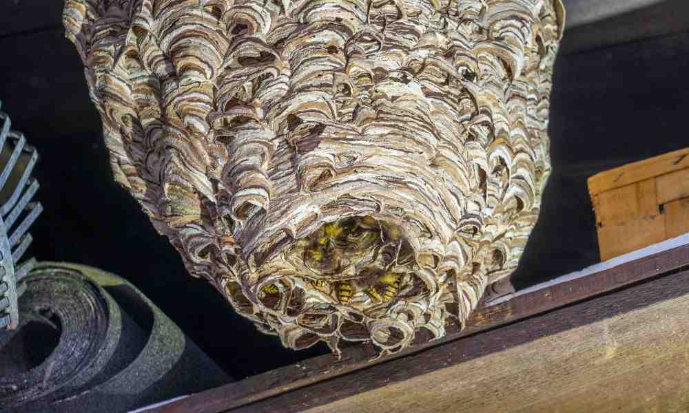 Professional Hornet Nest Removal: Who to Contact