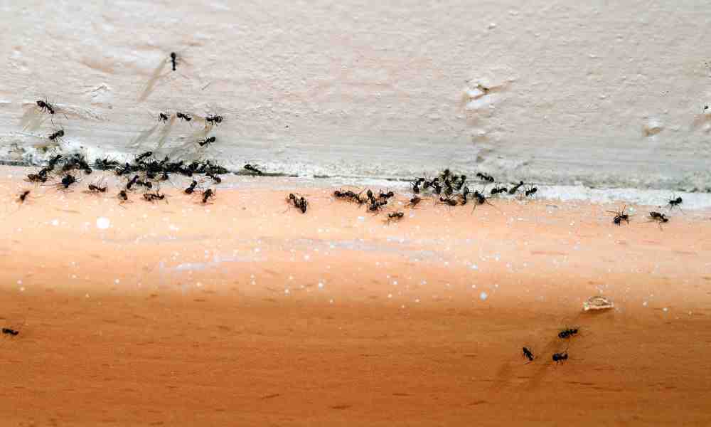 Say Goodbye to Ants: Top Ant Control Companies Near You