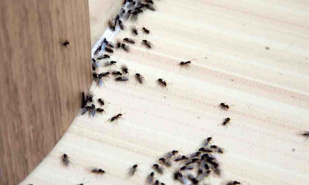 Say Goodbye to Ants: Effective Methods to Control and Remove Ants from Your House