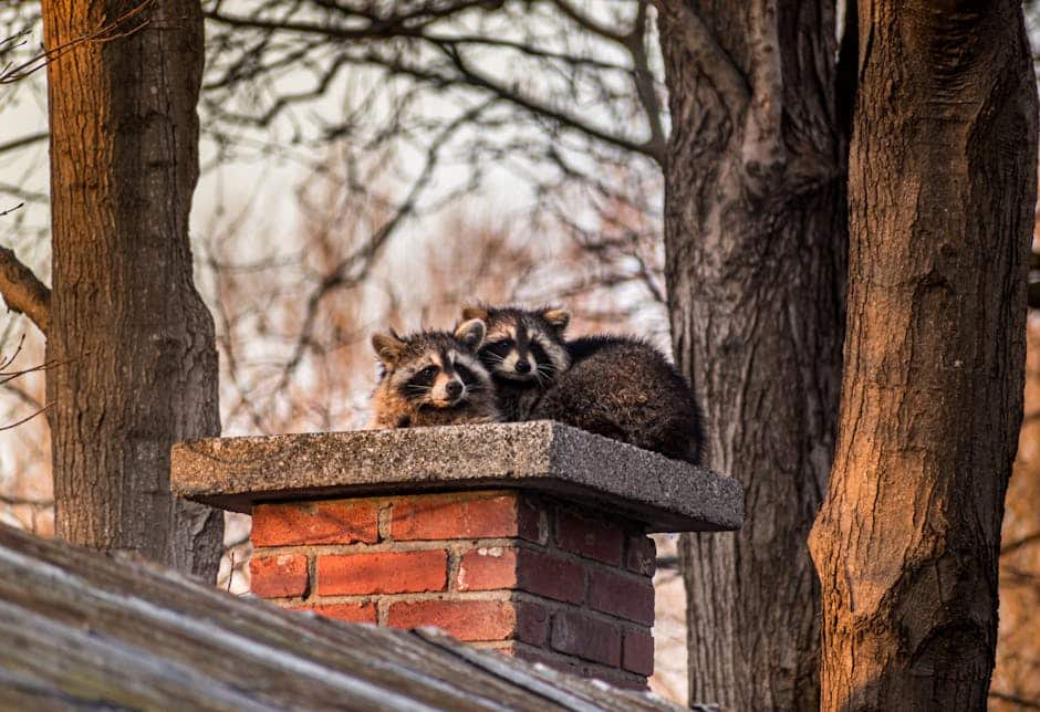 Top Tips for Finding Reliable Raccoon Control Services