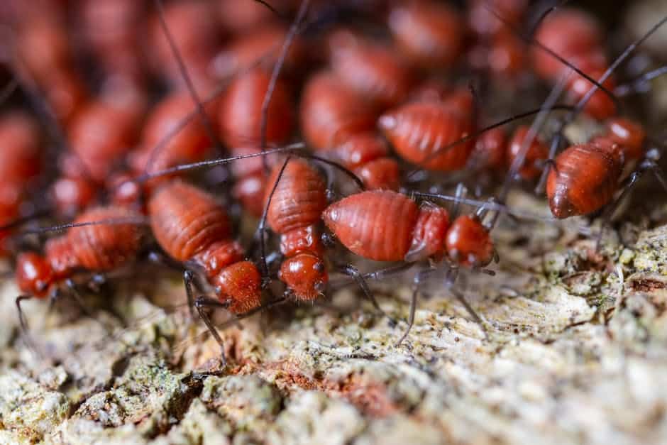 Bright Lights, Big Problem: The Attraction of Termites to Light