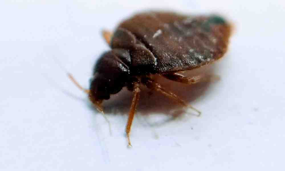 Say Goodbye to Bed Bugs: Top Exterminator Services in Boston