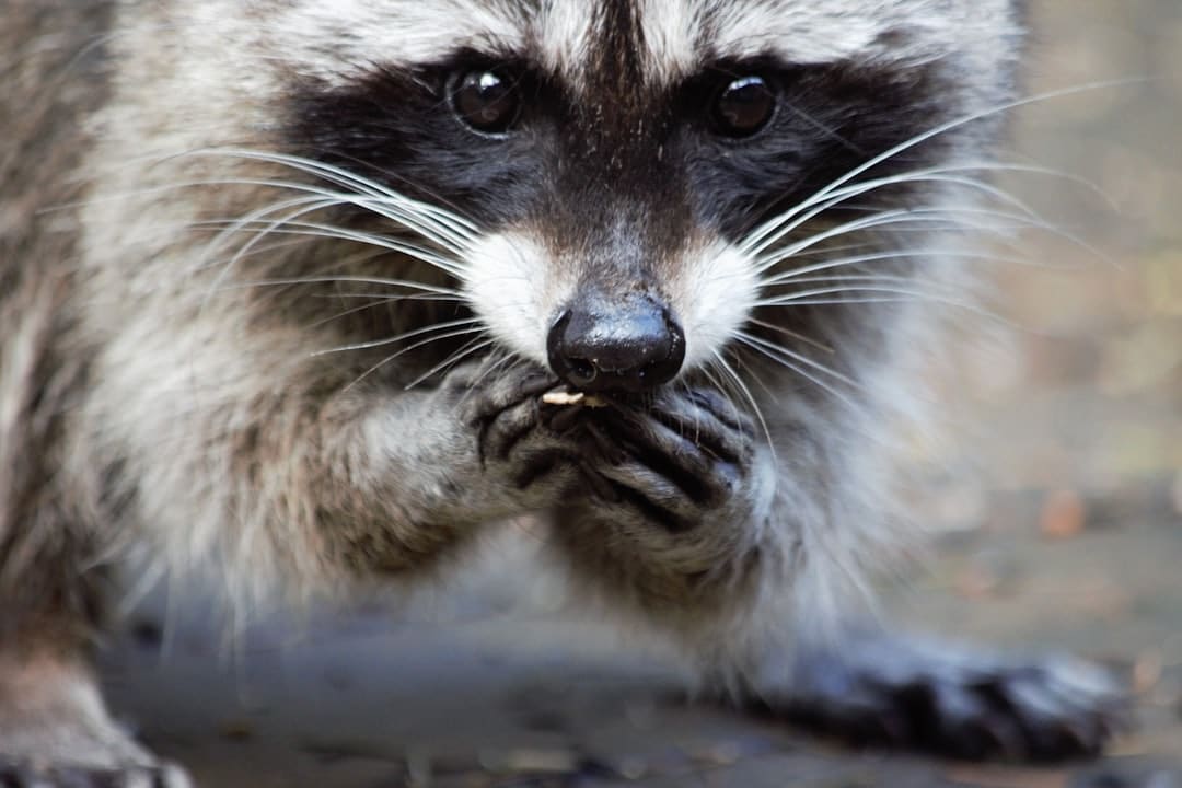 Humane Solutions for Raccoon Control: What You Need to Know