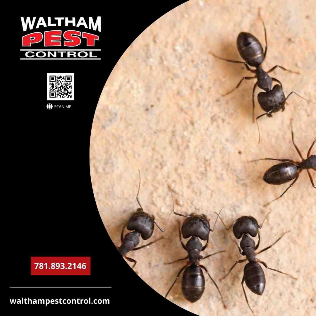 Effective Insect Control in Burlington: Top Services Reviewed