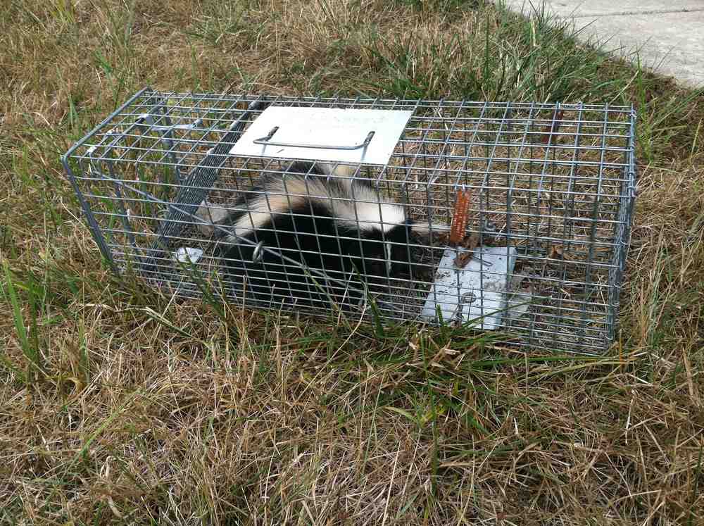 Steps to Control Nuisance Animals in North Andover, MA