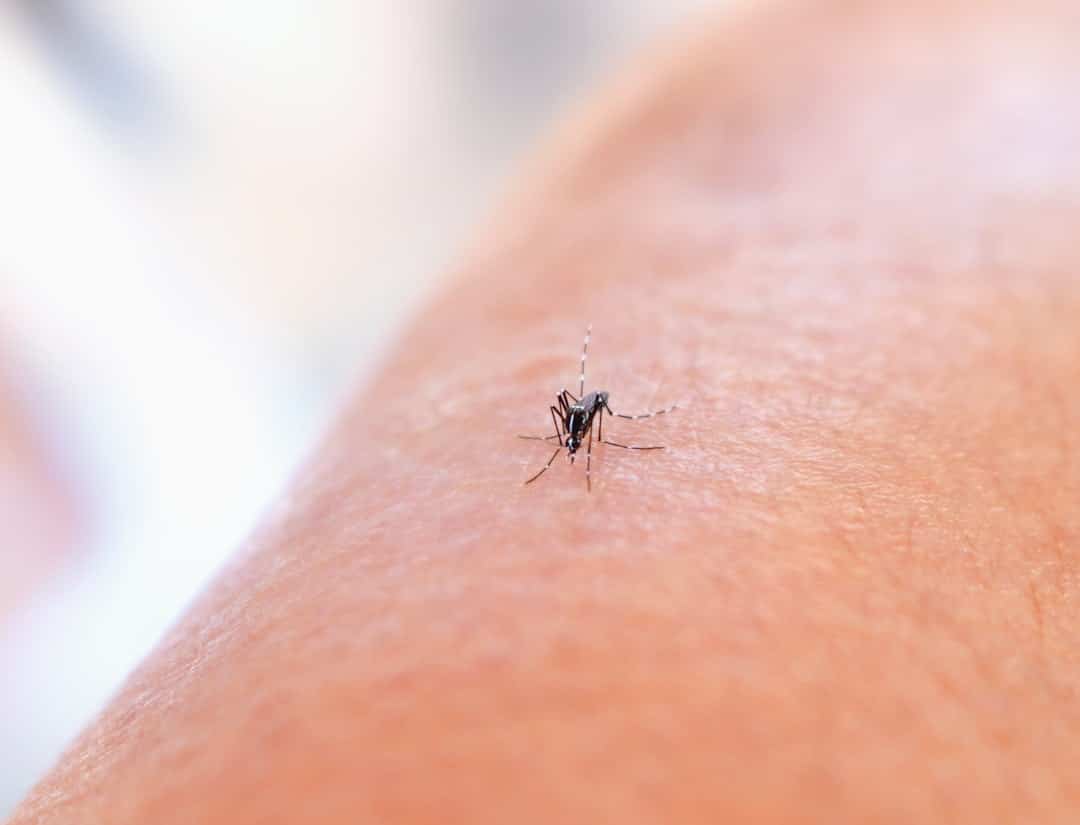 Tick and Mosquito Control: Tips and Best Practices