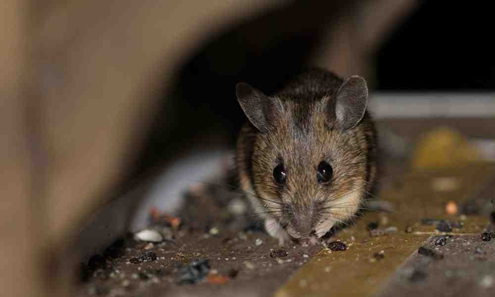 Mouse Control: What Do the Pros Use?