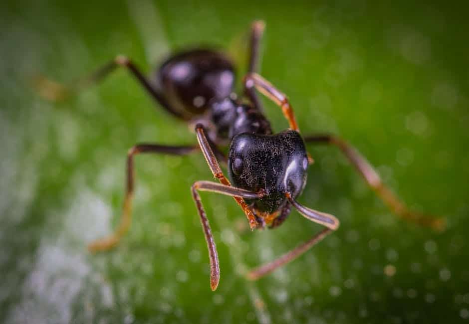 Top Tips for Locating the Best Ant Exterminators in Your Area
