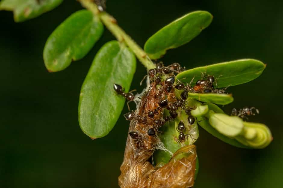 Ant Exterminators: How They Work and When to Hire One