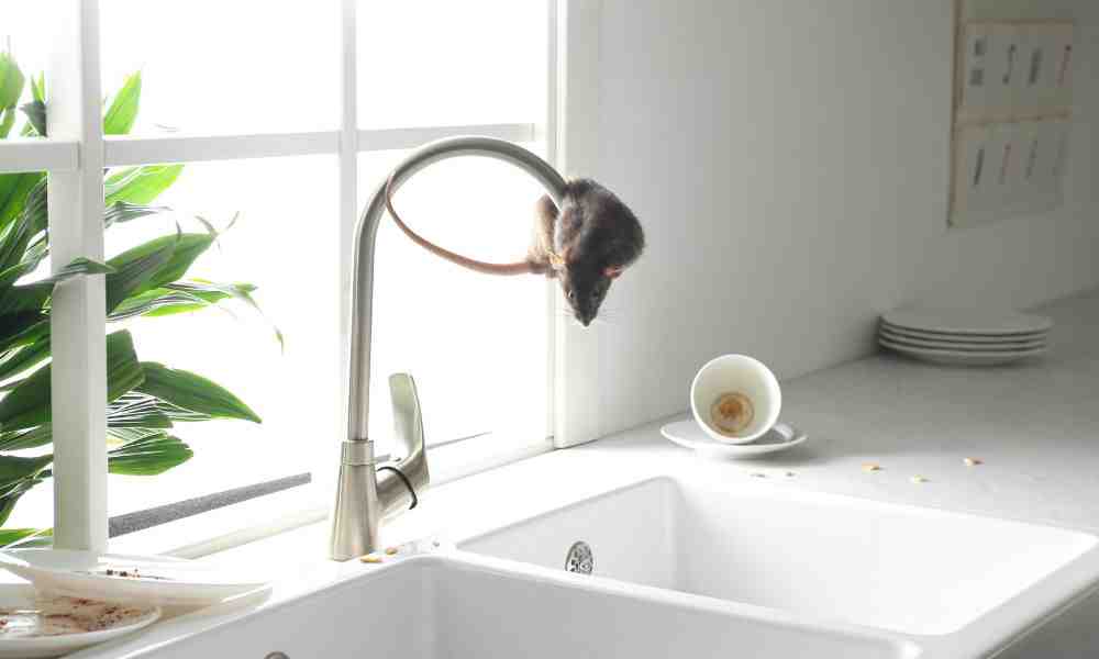 The Ultimate Guide to Finding the Best Mice Exterminator Near You