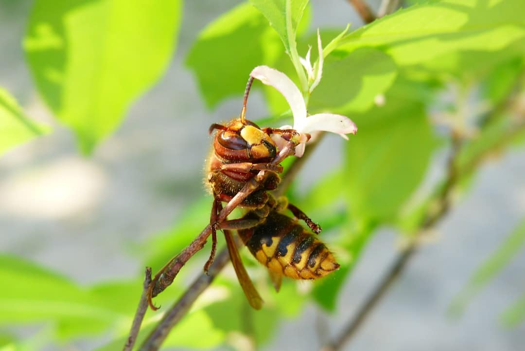 Hornet Nest Removal: What Will It Cost You?