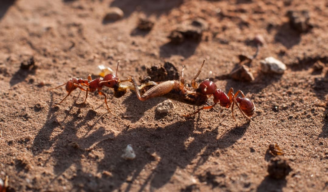 Ant Infestation? Here’s How to Take Control and Get Rid of Them