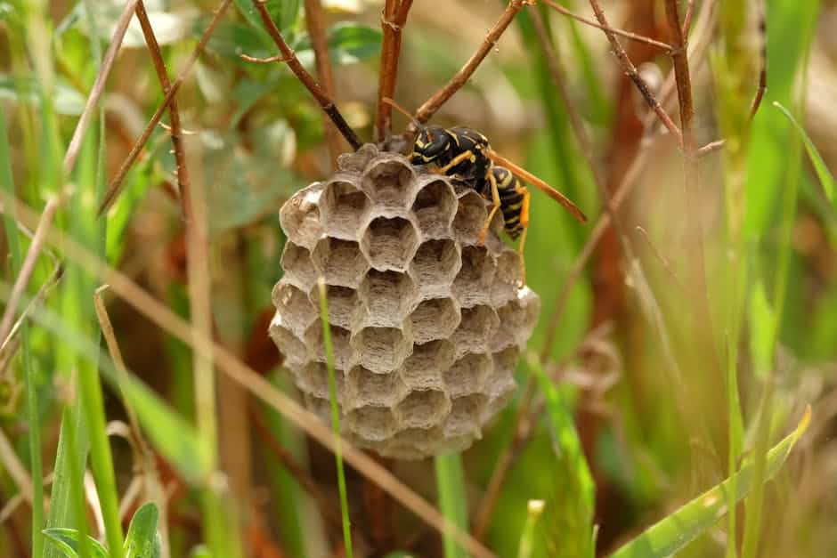 How to Find Wasp Nest Removal Services in 5 Simple Steps