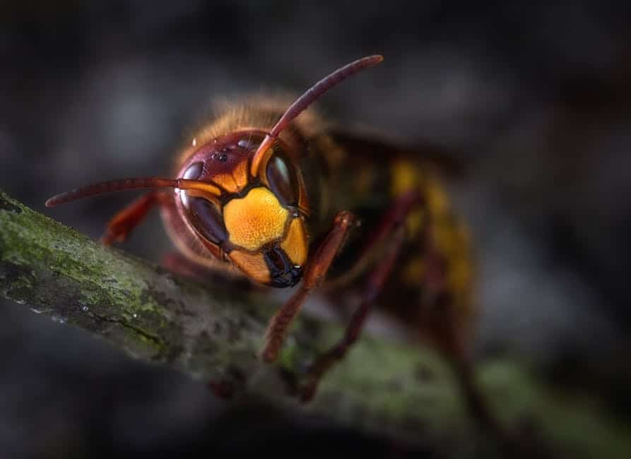 How to Never Worry About Wasp Pest Control Again