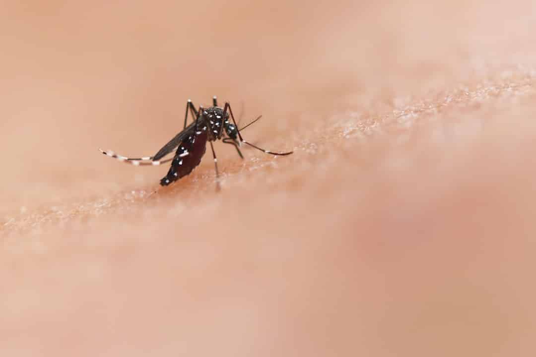 Mosquito Control: What Do the Pros Use?