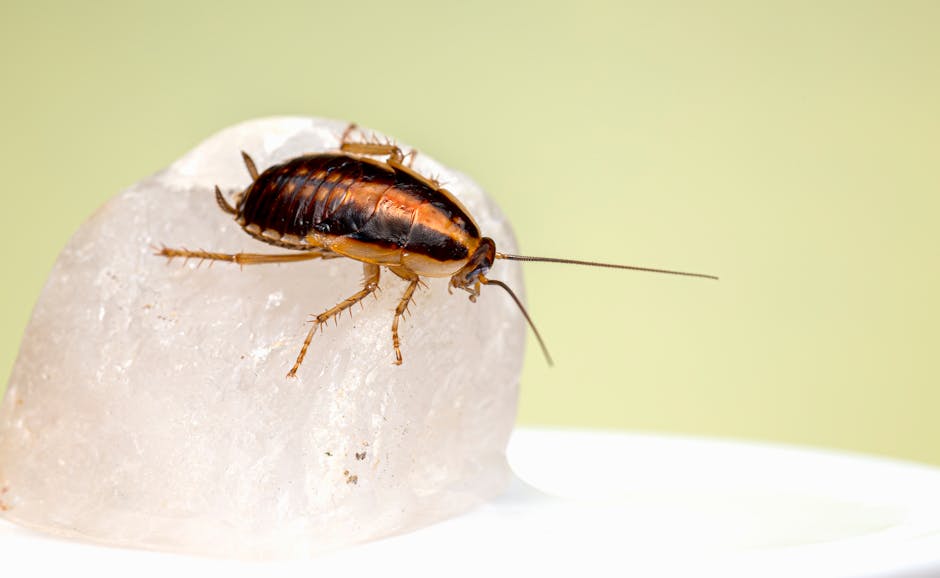 Roach Control: What Do the Pros Use?