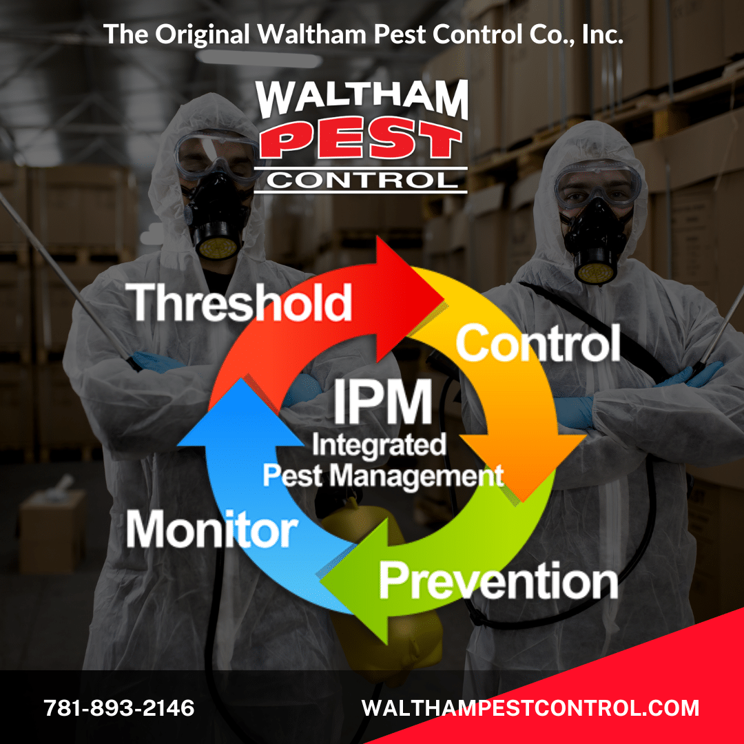 Commercial Pest Control Explained: Protecting Your Business from Pests