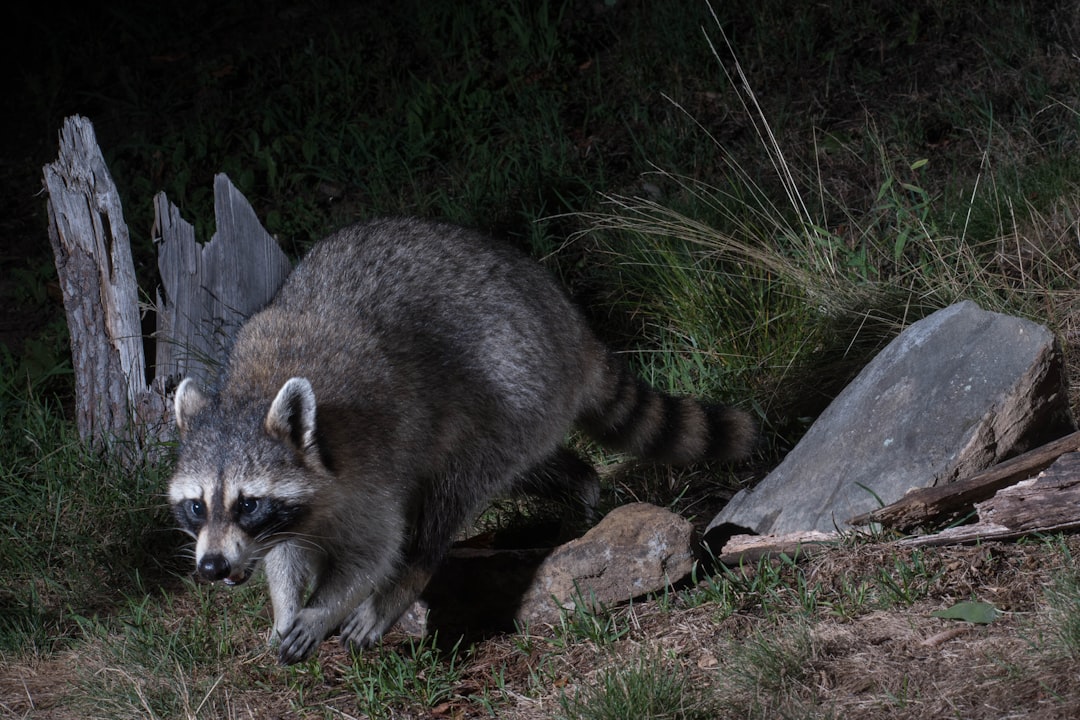 Guard Your Grass: Tips to Prevent Raccoon Yard Damage